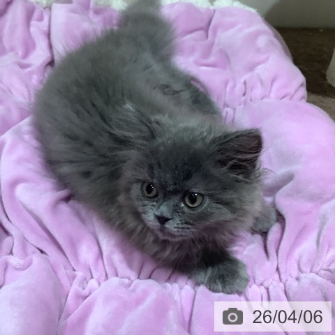 大阪府のラガマフィン (ペットプラス 鶴見店/2026年1月23日生まれ/男の子/ブルー)の子猫の3枚目の画像