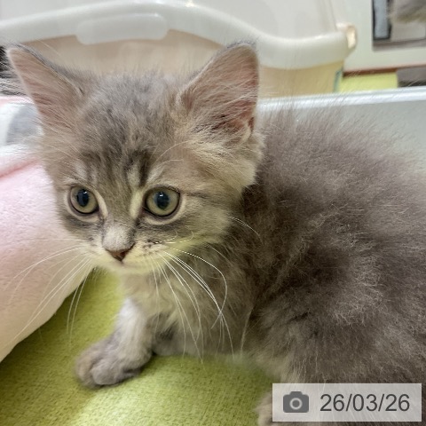 ラガマフィンの写真