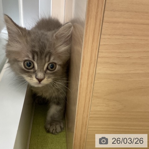 ラガマフィンの写真