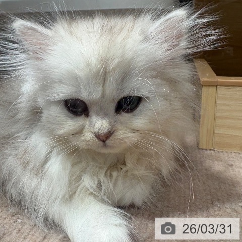 兵庫県のラガマフィン (ペットプラス 神戸三宮店/2026年1月23日生まれ/男の子/シルバーシェーデッド)の子猫の3枚目の画像