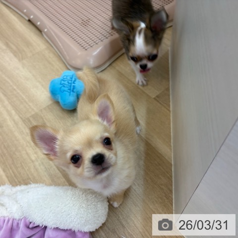 京都府のチワワ(ロング) (ペットプラス 久御山店/2026年1月23日生まれ/男の子/クリームホワイト)の子犬の4枚目の画像