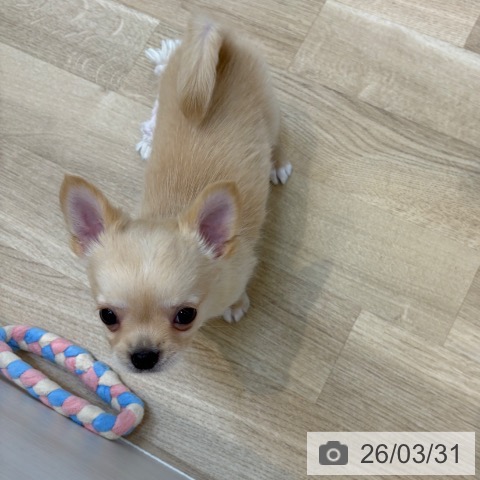 京都府のチワワ(ロング) (ペットプラス 久御山店/2026年1月23日生まれ/男の子/クリームホワイト)の子犬の3枚目の画像