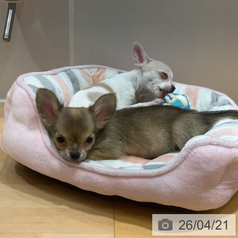 奈良県のチワワ(ロング) (ペットプラス 大和郡山店/2026年1月23日生まれ/男の子/フォーン)の子犬の4枚目の画像