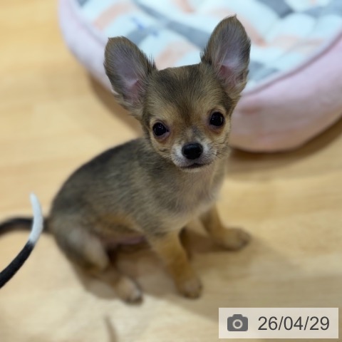 奈良県のチワワ(ロング) (ペットプラス 大和郡山店/2026年1月23日生まれ/男の子/フォーン)の子犬の3枚目の画像