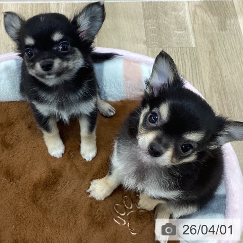 新潟県のチワワ(ロング) (ペットプラス 新潟南店/2026年1月23日生まれ/女の子/ブラックタン)の子犬の3枚目の画像