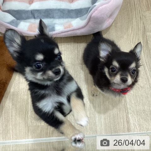 新潟県のチワワ(ロング) (ペットプラス 新潟南店/2026年1月23日生まれ/女の子/ブラックタン)の子犬の3枚目の画像