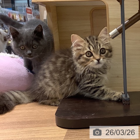 大阪府のスコティッシュフォールド (ペットプラス りんくう泉南店/2026年1月20日生まれ/男の子/ブラウンタビー)の子猫の3枚目の画像
