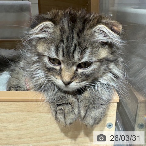 兵庫県のスコティッシュフォールド (ペットプラス 神戸三宮店/2026年1月20日生まれ/女の子/ブラウンパッチドタビー)の子猫の3枚目の画像