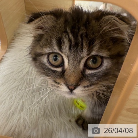 兵庫県のスコティッシュフォールド (ペットプラス 神戸三宮店/2026年1月20日生まれ/女の子/ブラウンパッチドタビー)の子猫の3枚目の画像