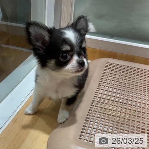 奈良県のチワワ(ロング) (ペットプラス 大和郡山店/2026年1月18日生まれ/女の子/ブラックタンホワイト)の子犬の3枚目の画像