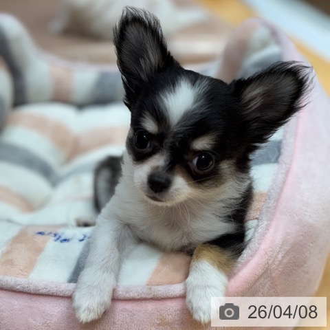 奈良県のチワワ(ロング) (ペットプラス 大和郡山店/2026年1月18日生まれ/女の子/ブラックタンホワイト)の子犬の3枚目の画像