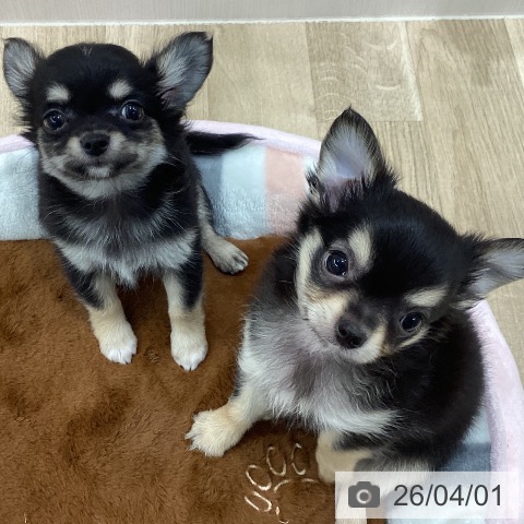 新潟県のチワワ(ロング) (ペットプラス 新潟南店/2026年1月23日生まれ/男の子/ブラックタンホワイト)の子犬の3枚目の画像