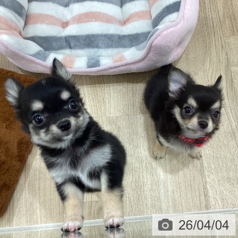 新潟県のチワワ(ロング) (ペットプラス 新潟南店/2026年1月23日生まれ/男の子/ブラックタンホワイト)の子犬の4枚目の画像