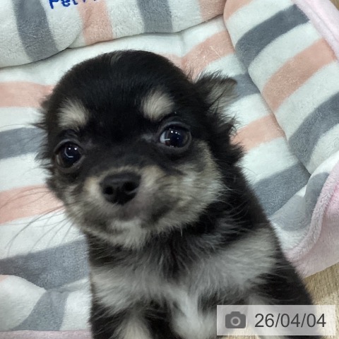 新潟県のチワワ(ロング) (ペットプラス 新潟南店/2026年1月23日生まれ/男の子/ブラックタンホワイト)の子犬の3枚目の画像