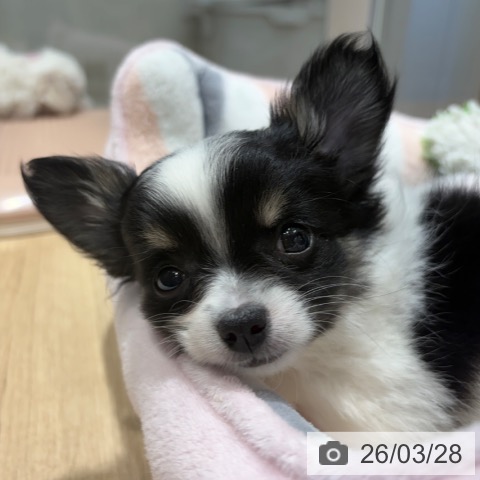 大阪府のチワワ(ロング) (ペットプラス 四條畷店/2026年1月23日生まれ/女の子/ホワイトブラックタン)の子犬の3枚目の画像