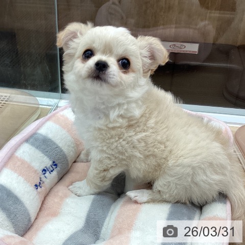 大阪府のチワワ(ロング) (ペットプラス りんくう泉南店/2026年1月23日生まれ/男の子/クリームホワイト)の子犬の4枚目の画像