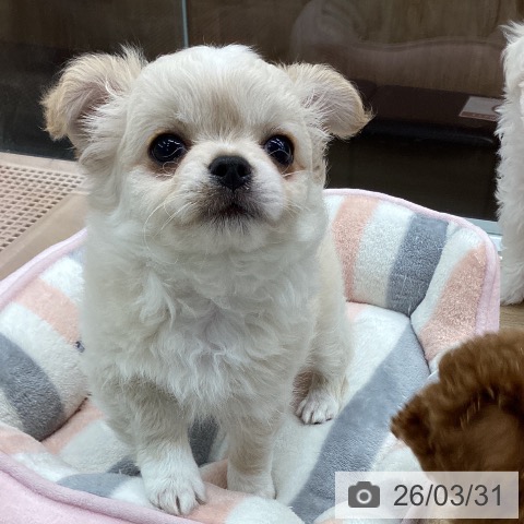 大阪府のチワワ(ロング) (ペットプラス りんくう泉南店/2026年1月23日生まれ/男の子/クリームホワイト)の子犬の3枚目の画像