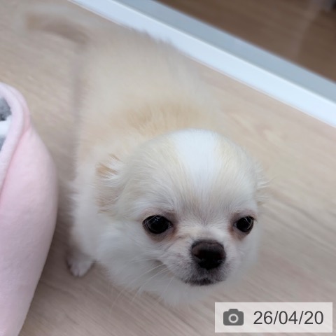 京都府のチワワ(ロング) (ペットプラス 京都桂川店/2026年1月26日生まれ/男の子/クリームホワイト)の子犬の4枚目の画像