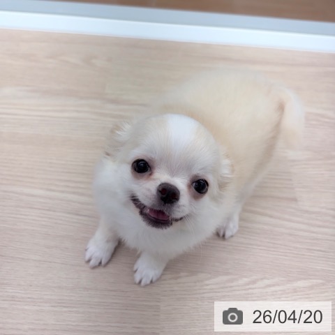 京都府のチワワ(ロング) (ペットプラス 京都桂川店/2026年1月26日生まれ/男の子/クリームホワイト)の子犬の3枚目の画像