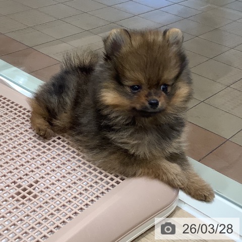 ポメラニアンの写真