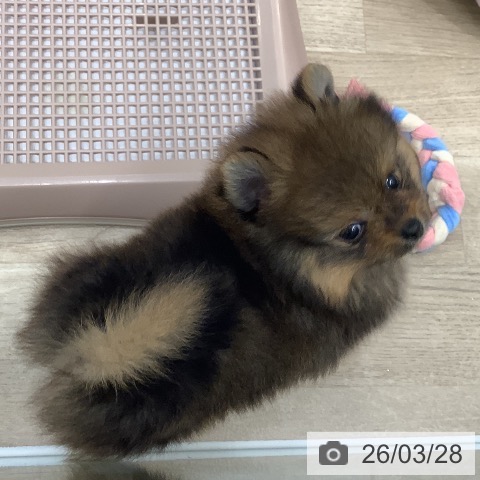 ポメラニアンの写真