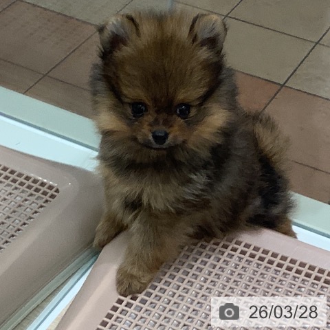 ポメラニアンの写真