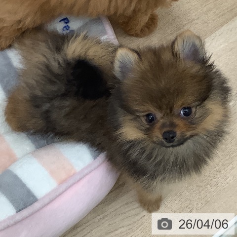 大阪府のポメラニアン (ペットプラス 鶴見店/2026年1月25日生まれ/男の子/オレンジセーブル)の子犬の3枚目の画像