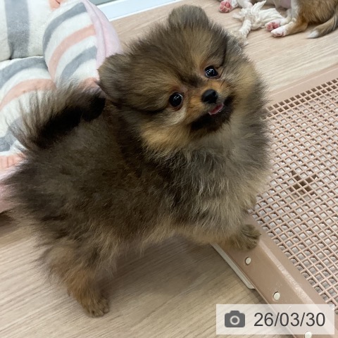 大阪府のポメラニアン (ペットプラス ららぽーと和泉店/2026年1月25日生まれ/女の子/オレンジセーブル)の子犬の4枚目の画像