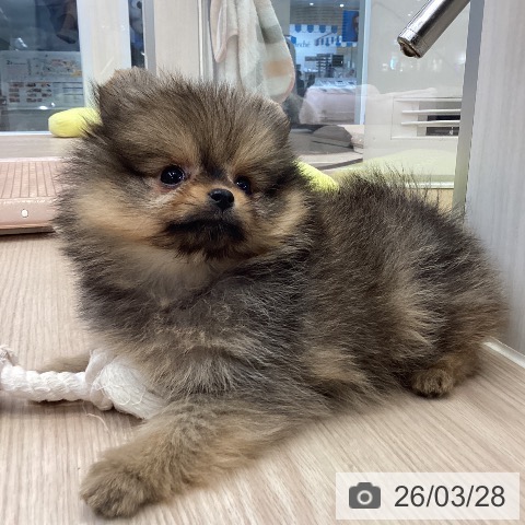 ポメラニアンの写真