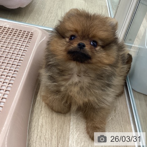 大阪府のポメラニアン (ペットプラス りんくう泉南店/2026年1月25日生まれ/女の子/オレンジ)の子犬の4枚目の画像