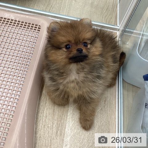 大阪府のポメラニアン (ペットプラス りんくう泉南店/2026年1月25日生まれ/女の子/オレンジ)の子犬の3枚目の画像