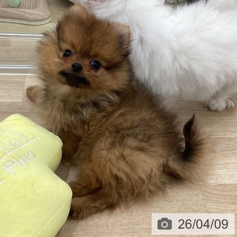 大阪府のポメラニアン (ペットプラス りんくう泉南店/2026年1月25日生まれ/女の子/オレンジ)の子犬の3枚目の画像