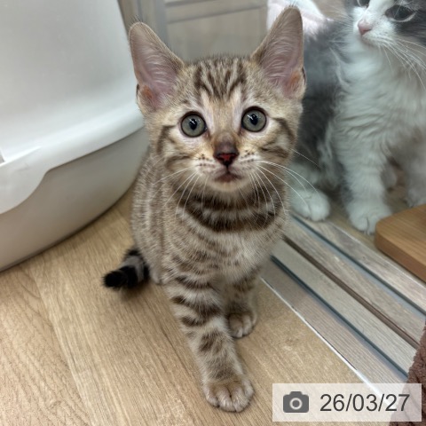 ベンガルの写真