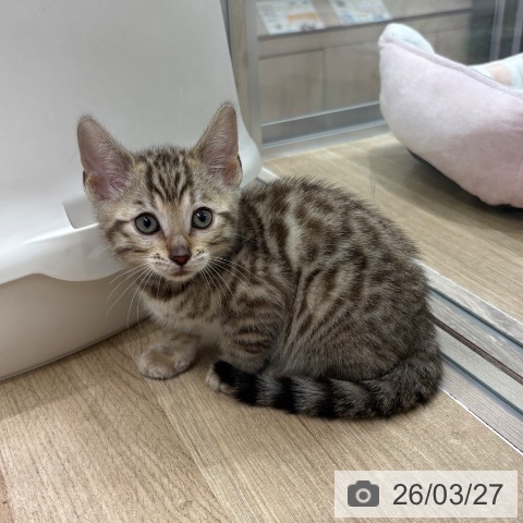 ベンガルの写真