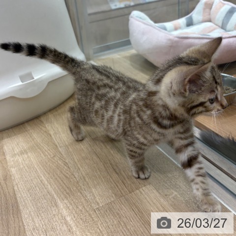 ベンガルの写真