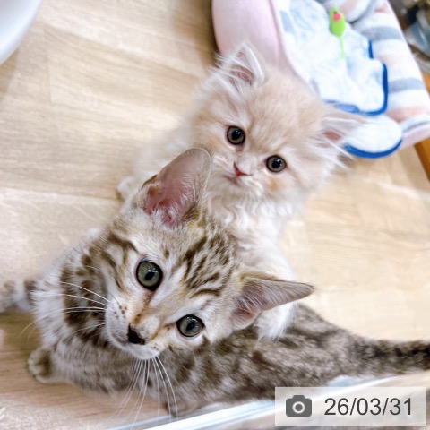 大阪府のベンガル (ペットプラス イオン大日店/2026年1月26日生まれ/男の子/ブラウンスポットタビー)の子猫の4枚目の画像