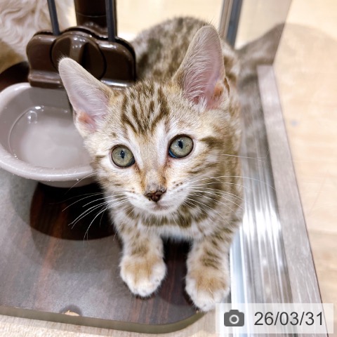 大阪府のベンガル (ペットプラス イオン大日店/2026年1月26日生まれ/男の子/ブラウンスポットタビー)の子猫の3枚目の画像