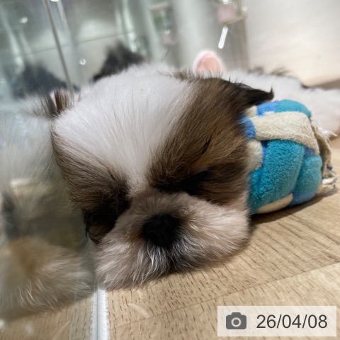 兵庫県のシーズー (ペットプラス 神戸三宮店/2026年1月26日生まれ/男の子/ホワイトゴールド)の子犬の3枚目の画像