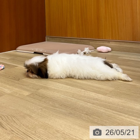 兵庫県のシーズー (ペットプラス 姫路大津店/2026年1月26日生まれ/男の子/ホワイトゴールド)の子犬の3枚目の画像