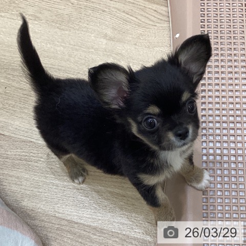 大阪府のチワワ(ロング) (ペットプラス 堺北花田店/2026年1月25日生まれ/女の子/ブラックタンホワイト)の子犬の4枚目の画像
