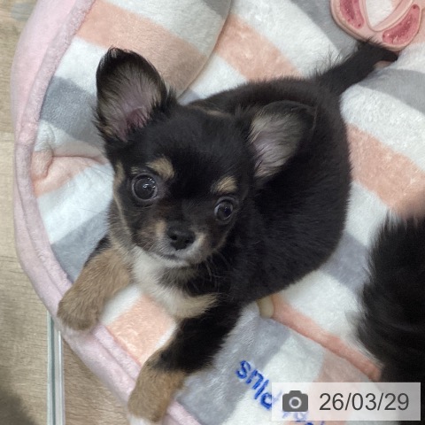 大阪府のチワワ(ロング) (ペットプラス 堺北花田店/2026年1月25日生まれ/女の子/ブラックタンホワイト)の子犬の3枚目の画像