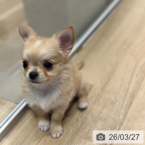 チワワの写真