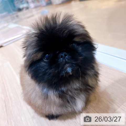 ペキニーズの写真