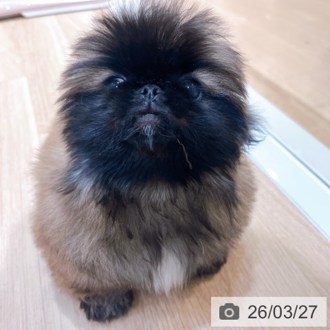 ペキニーズの写真