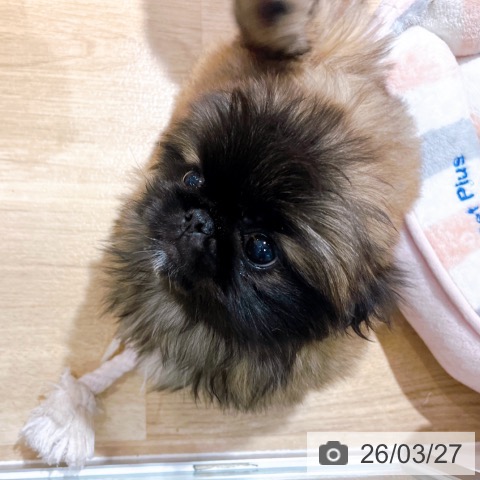 ペキニーズの写真