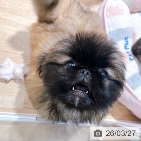 ペキニーズの写真
