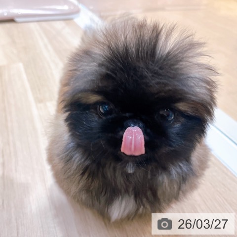 ペキニーズの写真