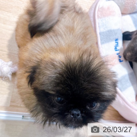 ペキニーズの写真