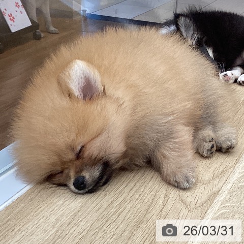 大阪府のポメラニアン (ペットプラス りんくう泉南店/2026年1月26日生まれ/男の子/オレンジ)の子犬の4枚目の画像