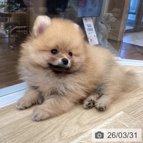大阪府のポメラニアン (ペットプラス りんくう泉南店/2026年1月26日生まれ/男の子/オレンジ)の子犬の3枚目の画像